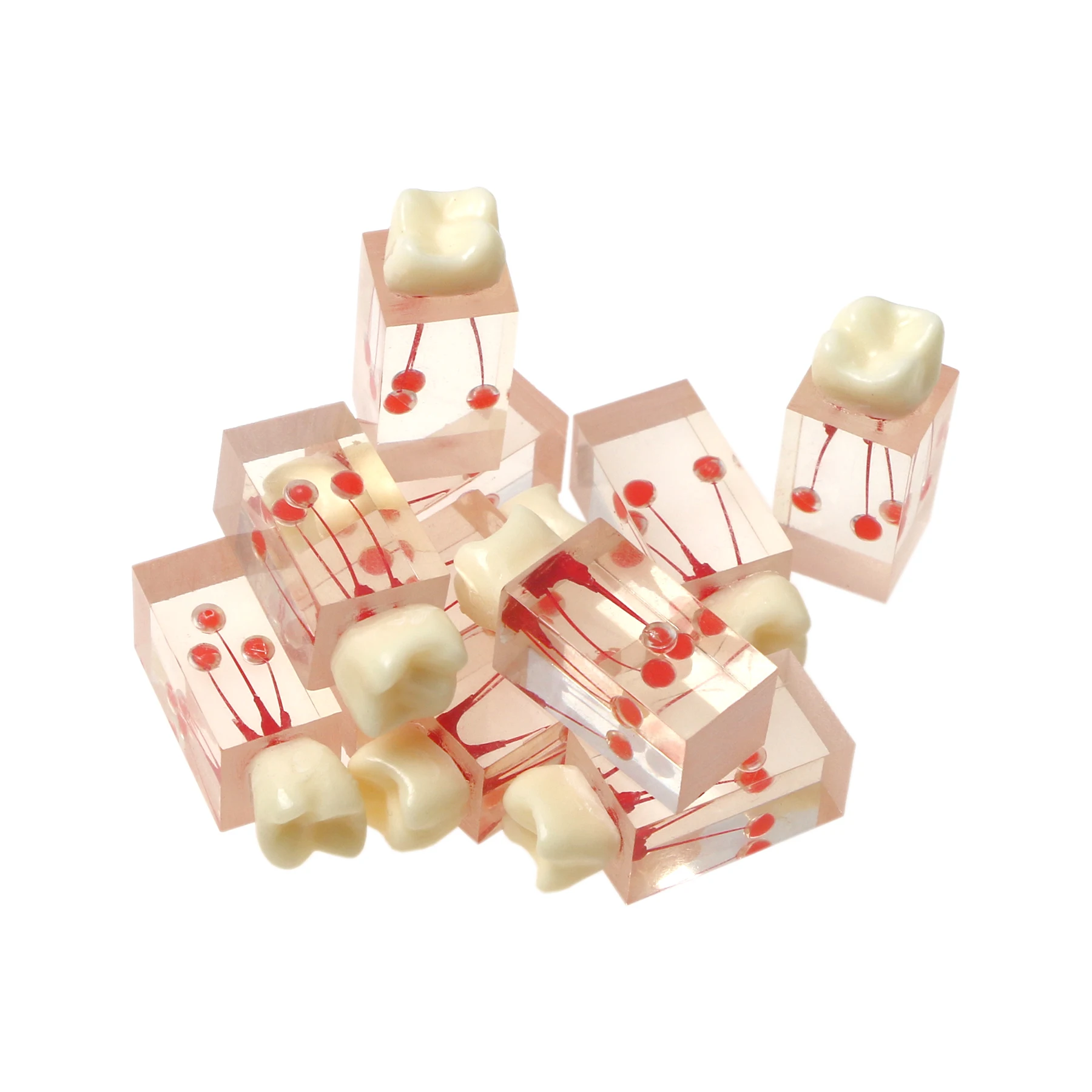 Модель корневых каналов BeingFoshan для эндодонтического обучения