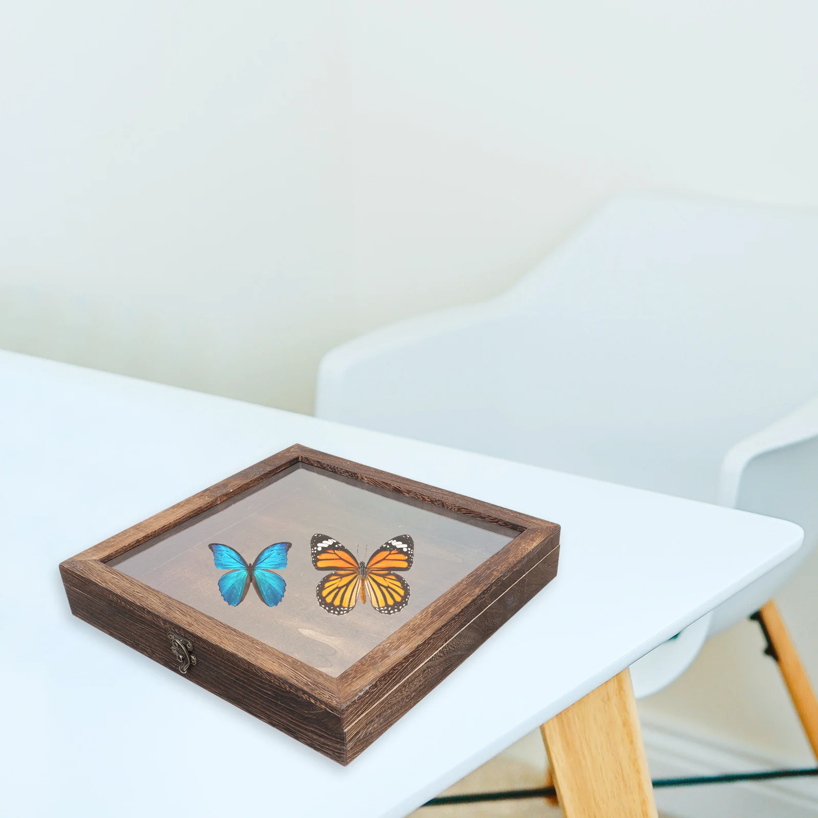 

Insect Display Case Wooden Bug Display Case Box for Specimen Insect Shadow Box Coffee
