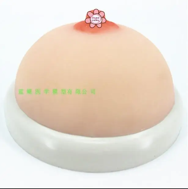 

Education sets of breast stimulation teaching tools for breast feeding of female breast model of fake breast prosthesis