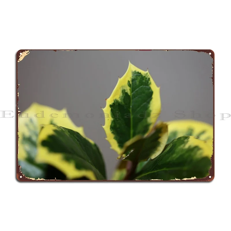

Ilex Aquifolium крупный план, металлический знак, дизайн ржавого клуба, создайте Жестяная Табличка на гараж постер