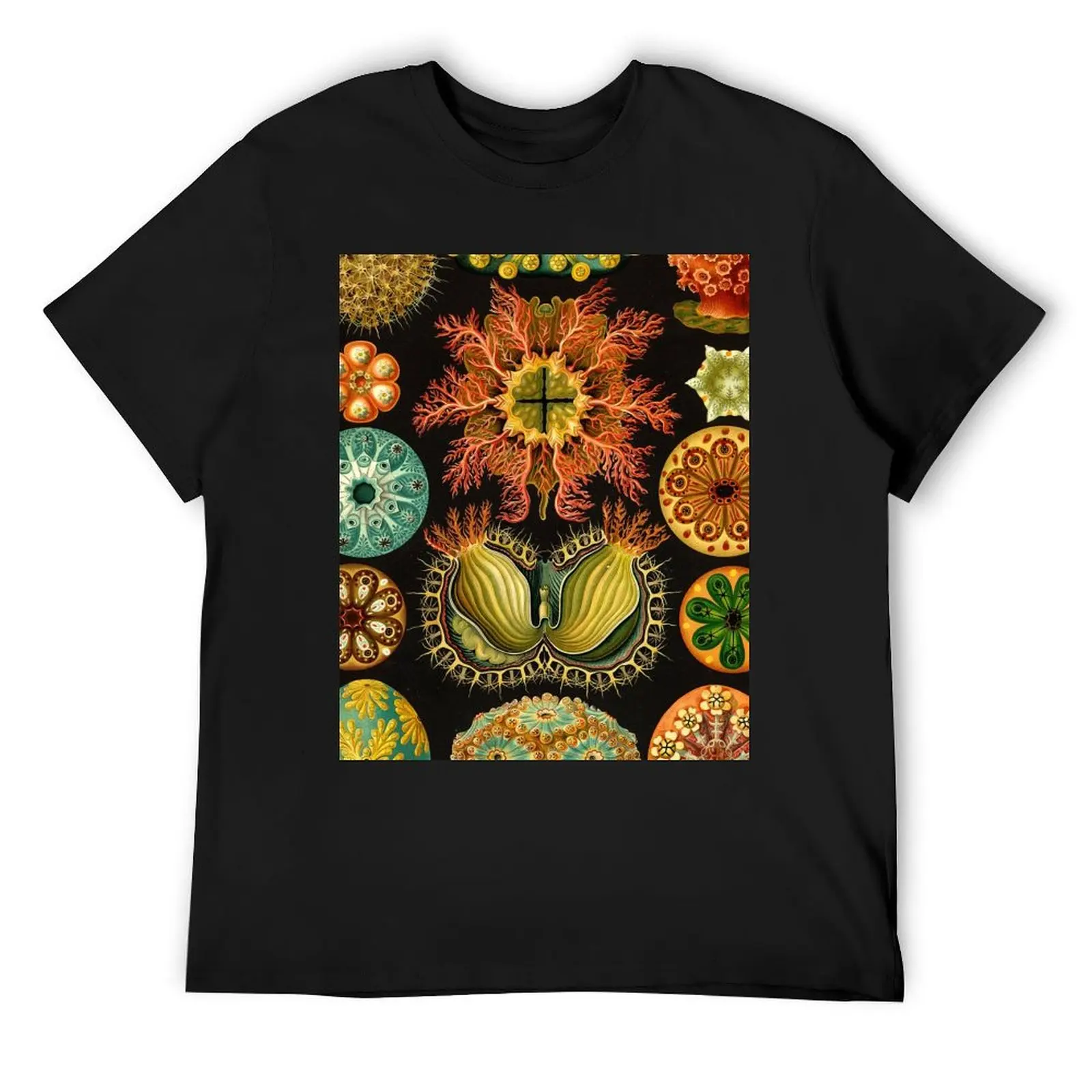 Ascidia-Ernst Haeckel футболка блузка большие размеры тяжелые весы винтажная мужская