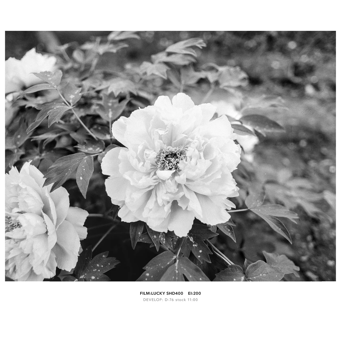 1-10 рулонов 120 мм SHD 400 LUCKY ISO черно-белая отрицательная пленка для камеры Kodak Fujifilm