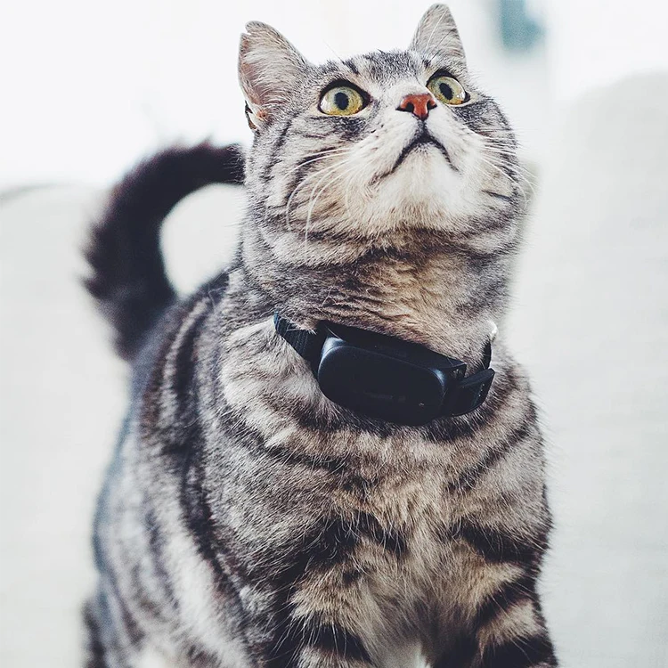 GPS-трекер Geo-fence для домашних животных с защитой от потери ошейником кошек умным