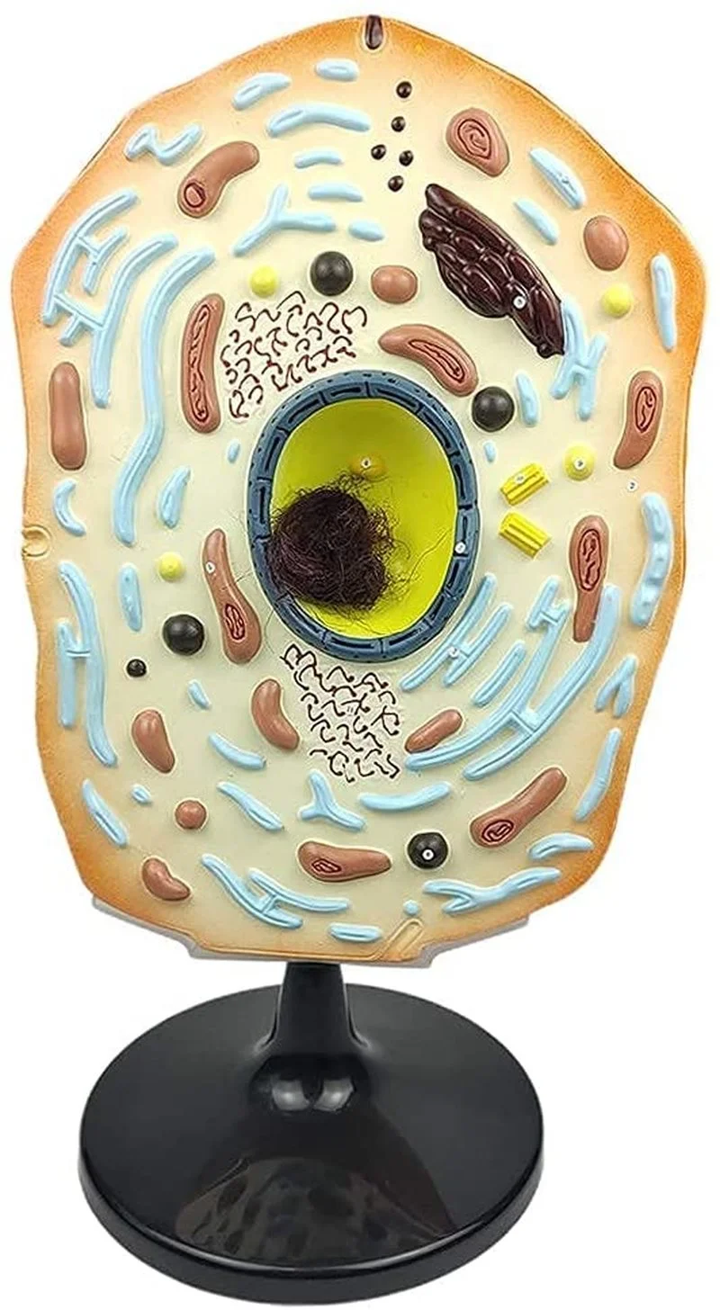 Animal cell submicroscopic structure model science and education instrument medical Cell structure teaching model  27.5x22x50cm
