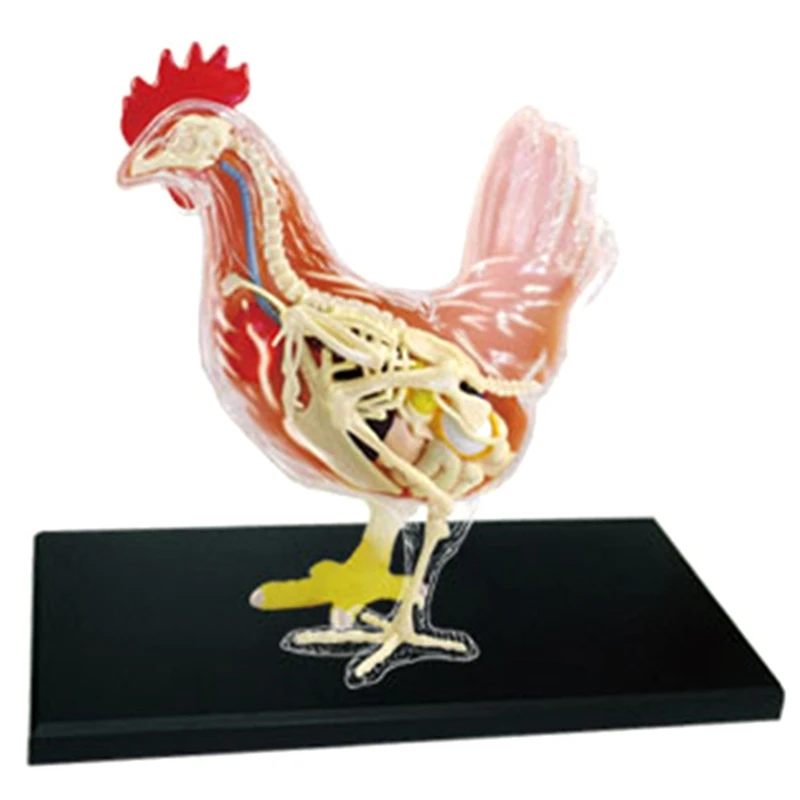 

Красная и белая курица 4D мастер головоломка сборка игрушка животное биология орган анатомическая обучающая модель анатомия