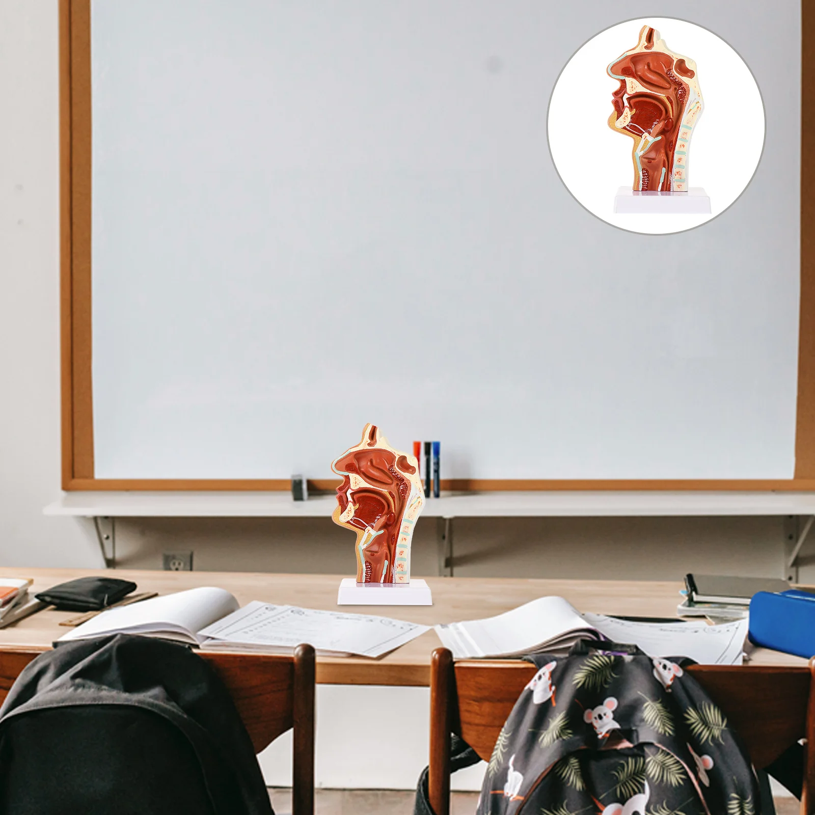 

ENT Model Teaching Human Body Science Classroom Photo 3D Anatomy Prop Vinyl Pharyngeal Nose Throat Pathology
