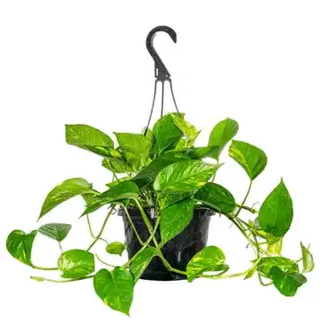 

Inch Golden Pathos In Hanging Basket - Trailing Vines - Low Maintenance Plantas Led plant life Led grow Plant light Grow lights