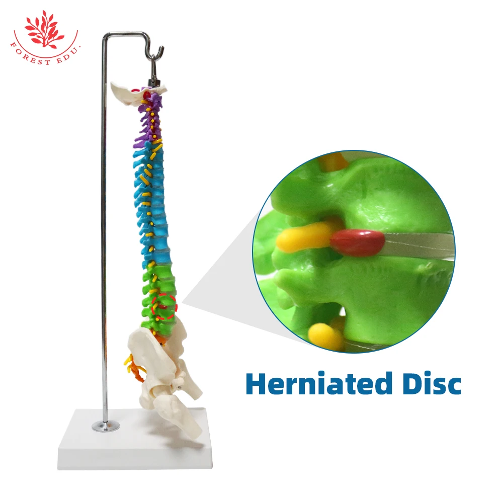 Анатомическая модель из ПВХ материала 45 см дифференциация цвета гибкий