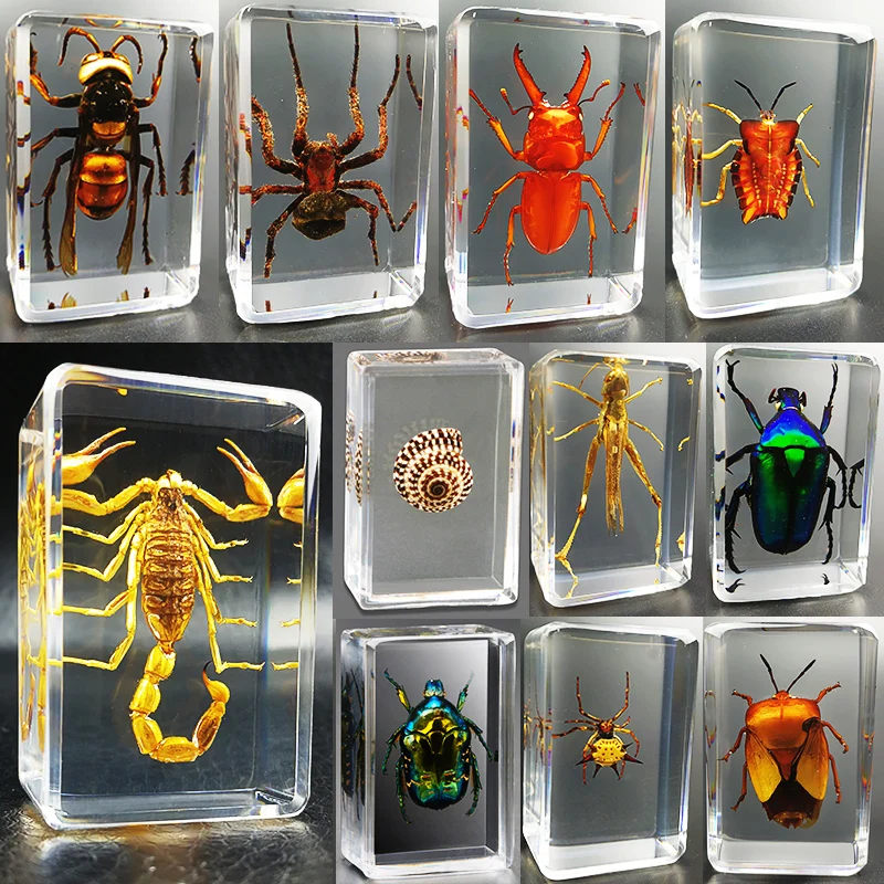 

28 Style real insect specimen Transparent resin Observation on beetle locust spider scorpion golden turtle kindergarten
