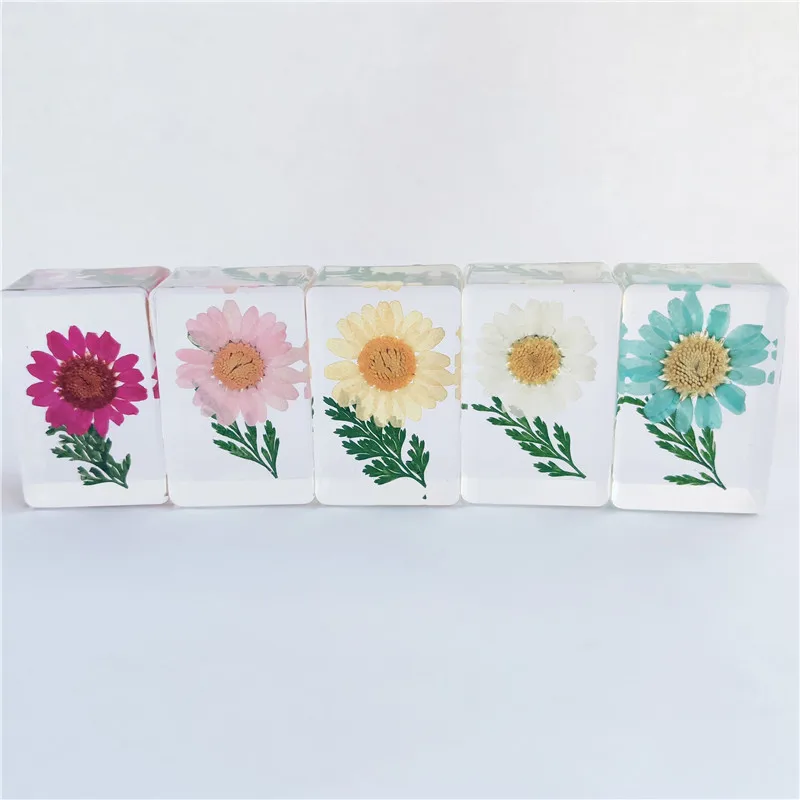 

New Creative Handmade Dried Flower Specimen Decoration Kindergarten Popular Science Teaching Souvenir Plant Specimen Collection