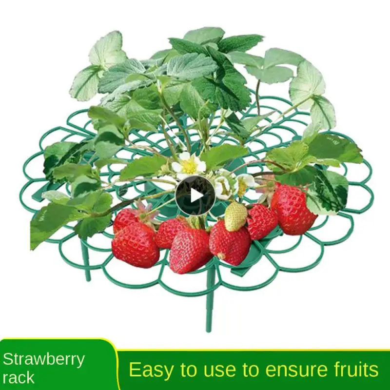

Not Easy To Break Circular Plastic Strawberry Rack Pp Material Improve Air Circulation Around Plants Support Frame Hollow Design