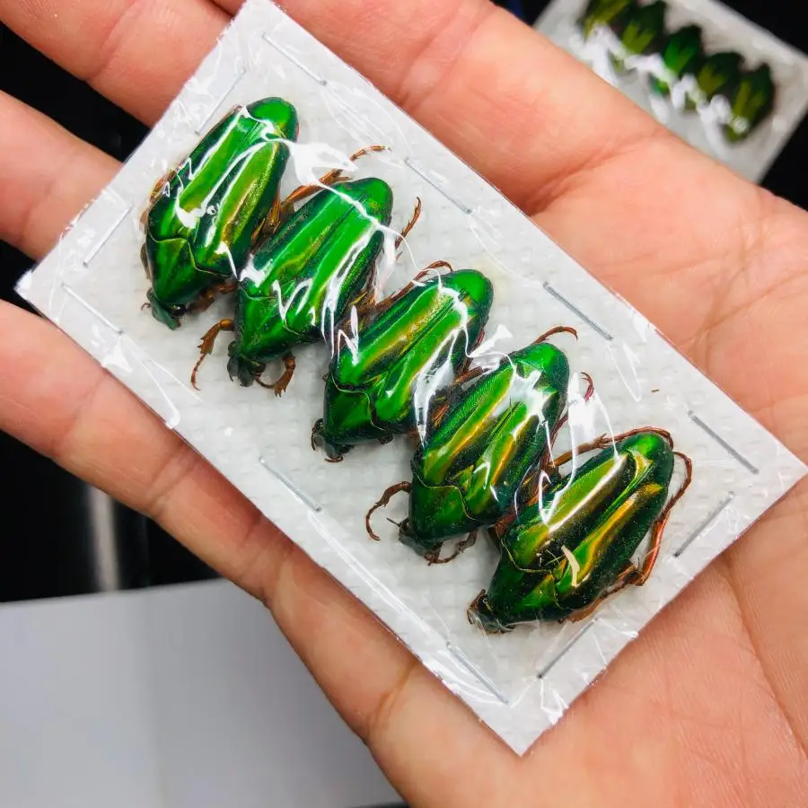 

Metal Flower Beetle Specimen Set, Groove Back, Metallic Luster, Insect Collection, Chalcothea Smaragdina, 5Pcs