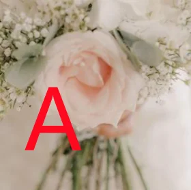 

Weddings and important occasions / Wedding accessories / Bridal bouquets T320500103