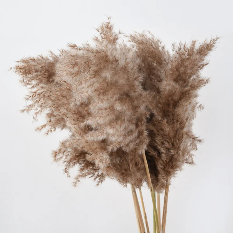 Natural Dried Flowers Large Pampas Grass Bouquet Live Home Swampreed Small Pompus Short Boho Decor for Wedding Decoration