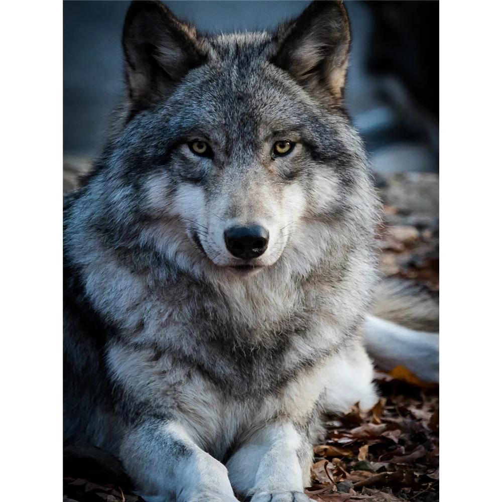 волки выбирают. волки помнят добро. имя волка эстонии. мудрый волк. волки подобравшись.