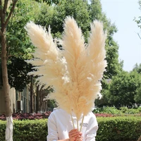 1 1 2m large natural dried pampas grass bouquetdried fluffy beige pampa decor for vase plant boho home wedding party decoration
