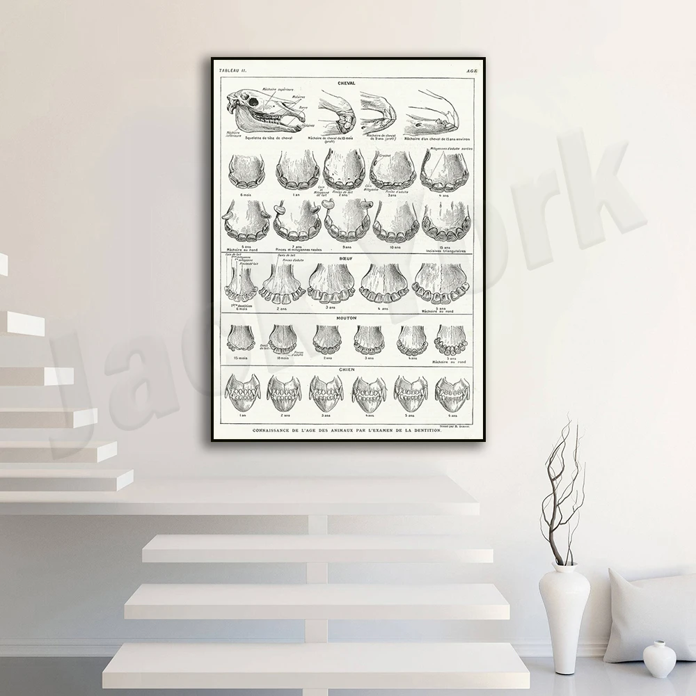 Антикварный принт зубов животных из 1924 года. Эпоха лошадей собак крупного
