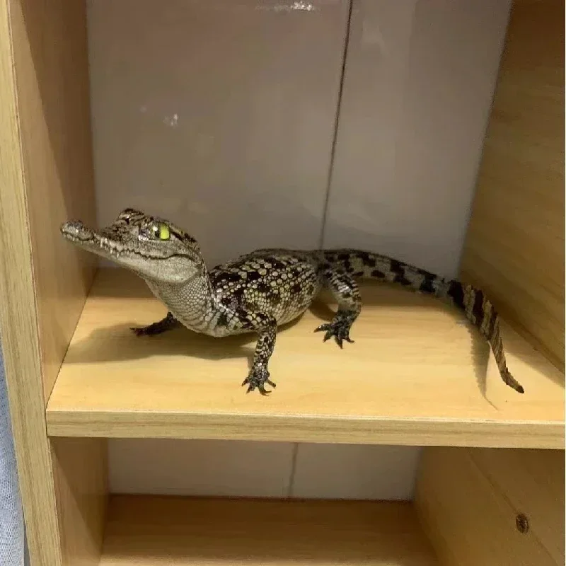 2199 оригинальный образец крокодила для ползания индивидуальный Готический