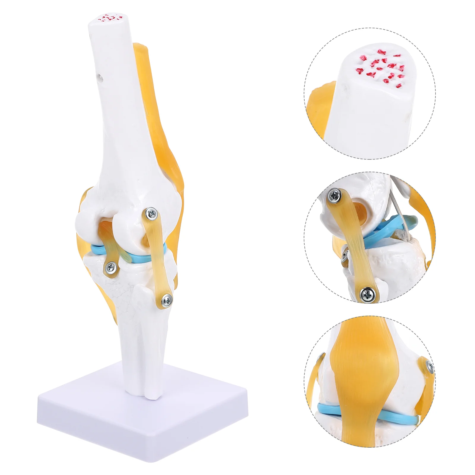 

1Pc Professional Practical Great Knee Joint Model Life Size for Students Teaching