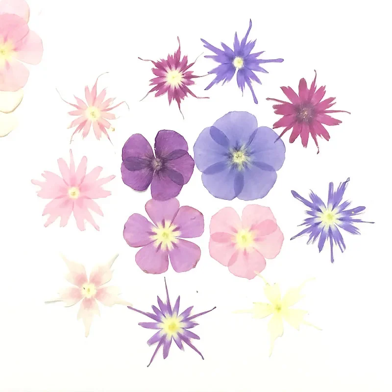 

Сушеные цветы Phlox Drummondii DRtrade 60шт