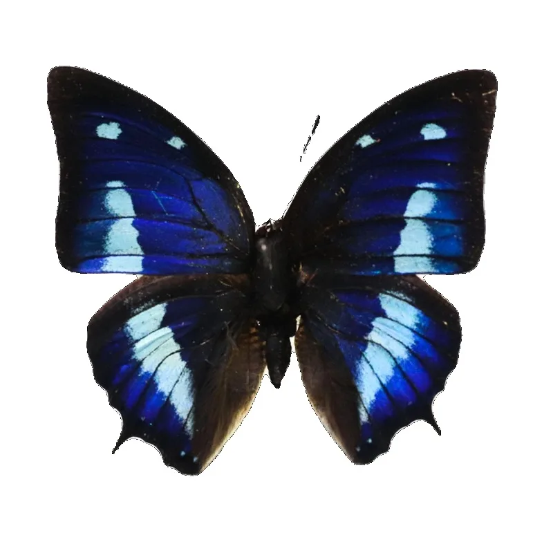 Настоящие образцы бабочек цианея полиграфа популярное научное обучение сделай