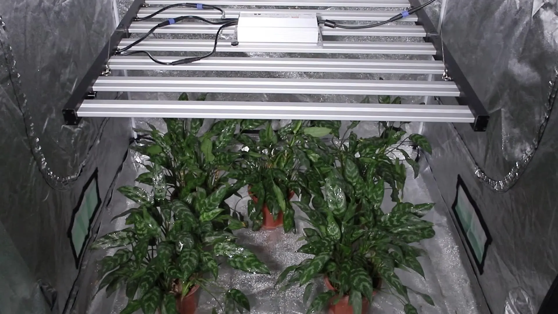 Phlizon Samsung LM301H/301B 600w 720w 1000w Best Grow Choice Full Spectrum hydro lamp 660nm Indoor Plant Led light