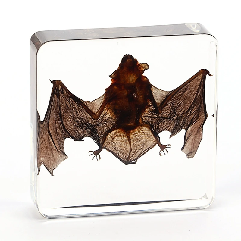

Bat specimen animal paperweight bat Taxidermy Collection embedded In Clear Lucite Block Embedding Specimen