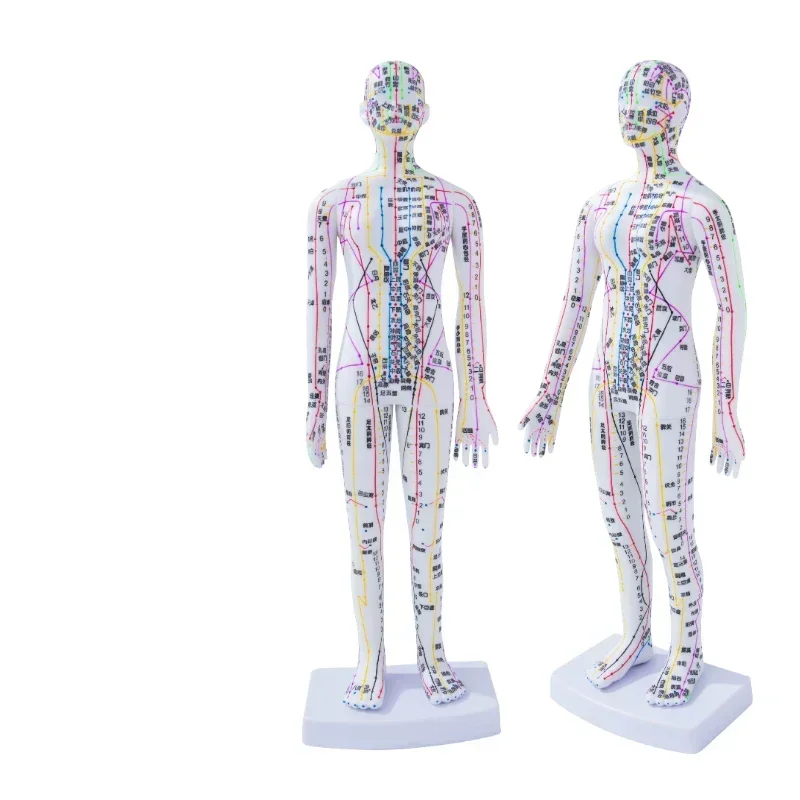 

Модель акупунктуры ЗJMZYM 35 см