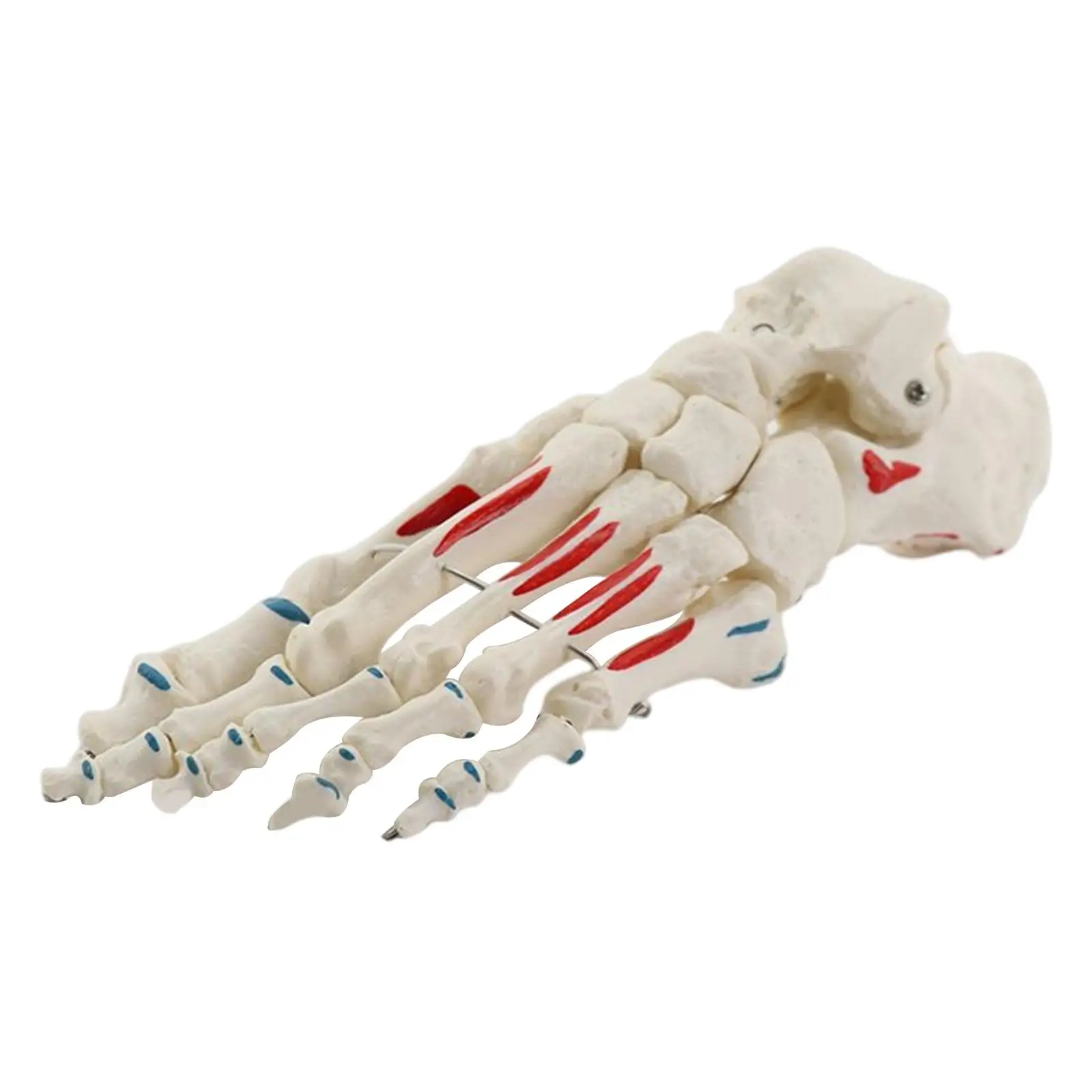 

Жизненный размер, модель сустава стопы, анатомическая схема, мышечная связка, Подошвенный скелет для обучения, обучение, обучение