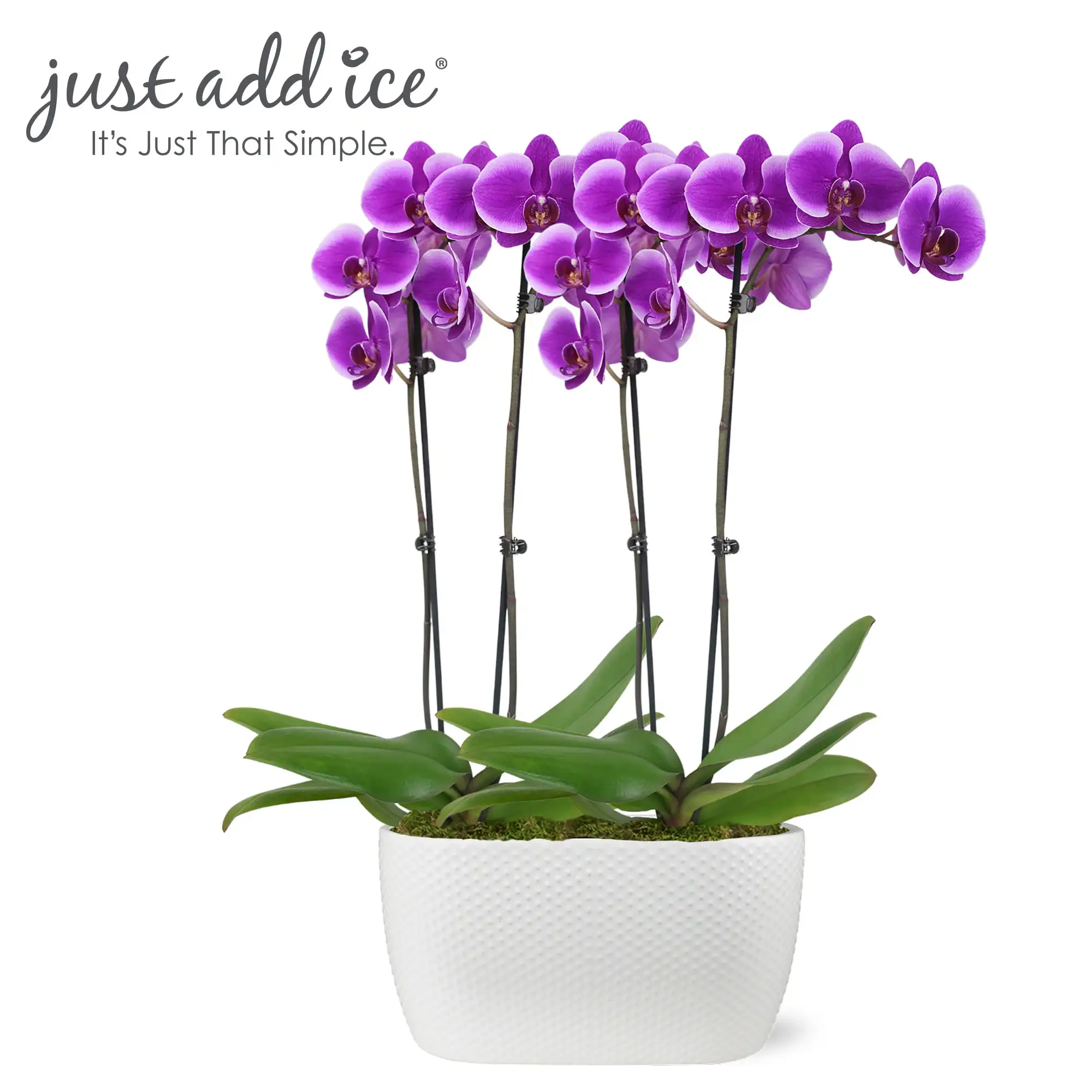 

Just Add Ice 16-30" Purple Premium Orchid Duo Live Plants in 10" White Dot Ceramic Planter, House Plant