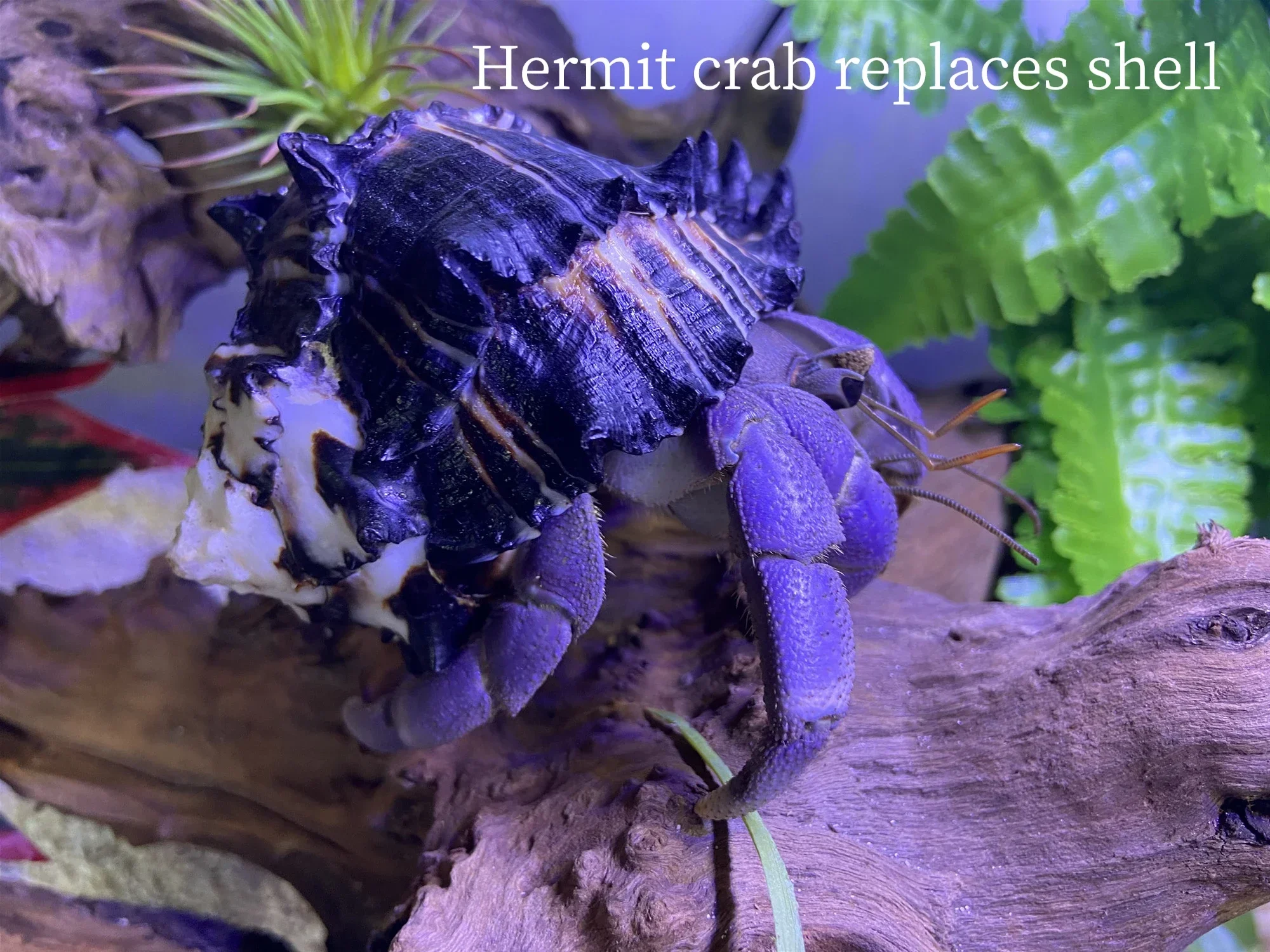 Раковина 9-11 см большая раковина декоративная для воздушных растений подходит