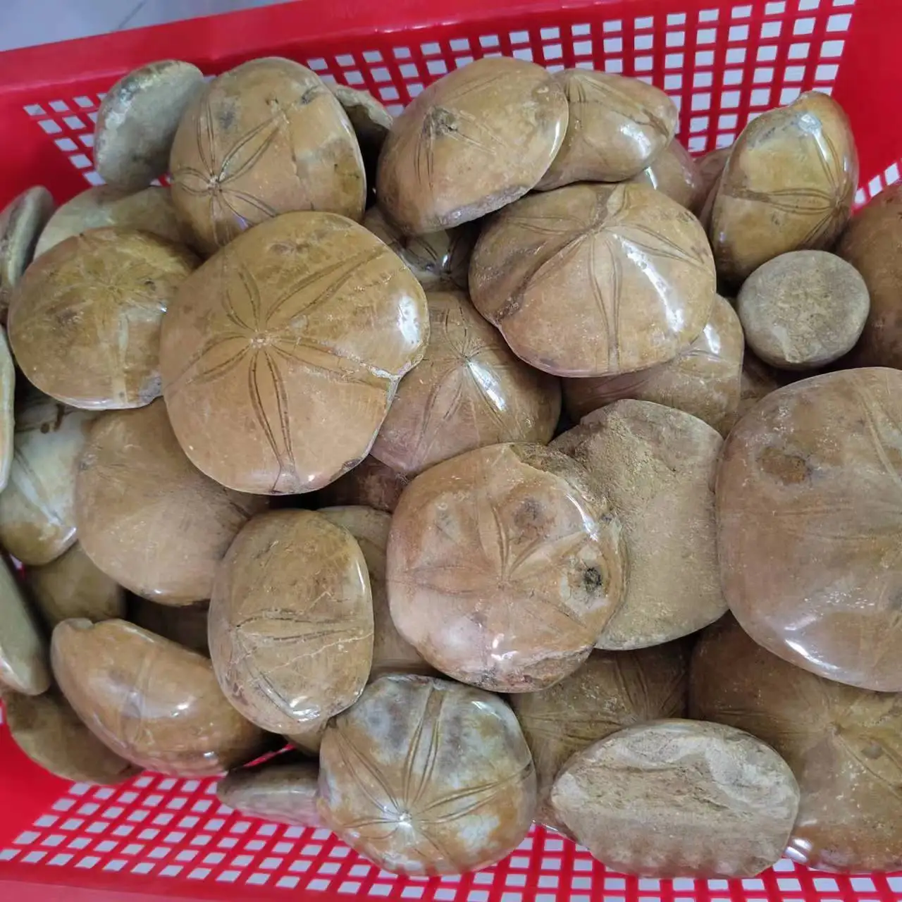 

Натуральная кварцевая звезда