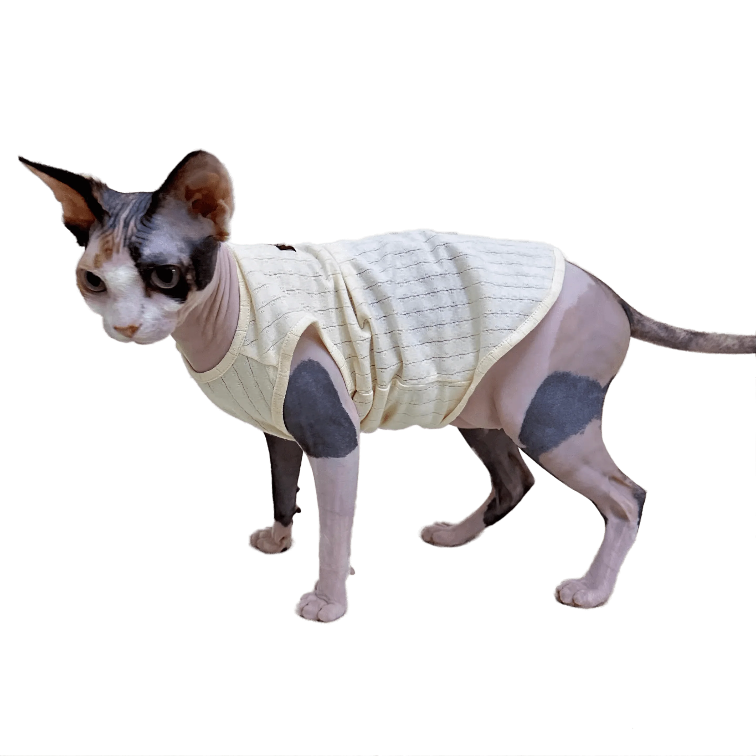 

Cotton Vest for Hairless Cat Sphinx Devon Rex Pet Clothes Sphynx Kitten Outfits Baby Cotton Breathable Hairless Cat Costume