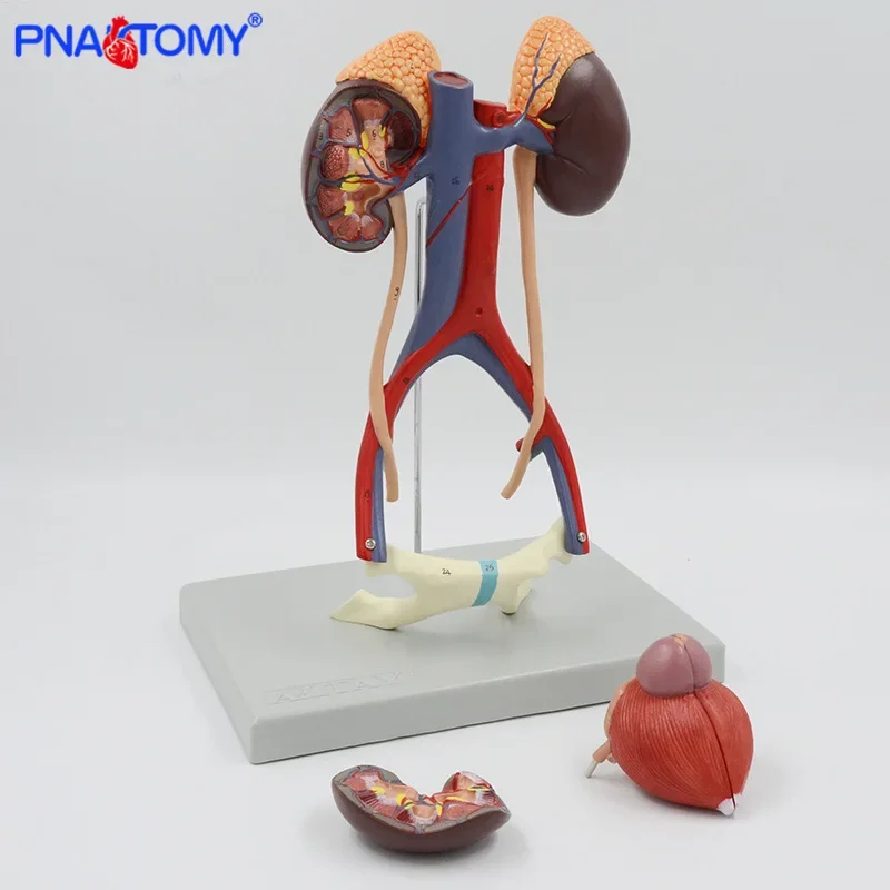 Модель мочевой системы анатомия почек урология артерионогенного мочевого