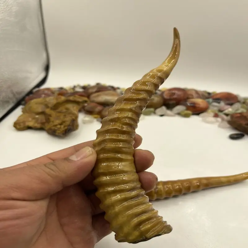 A Pair Tibetan Male Antelopes Horn Sharp Collection Decoration Play With Old Objects False One Compensation Ten!