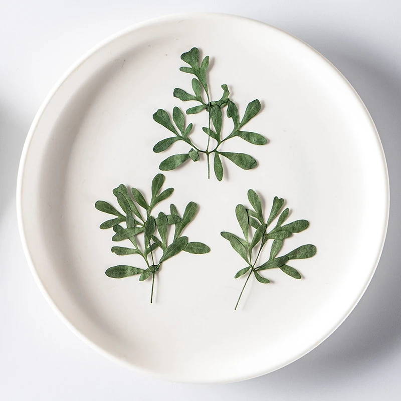 

Pressed Dried Natural Green Leaf Plant Herbarium For Epoxy Resin Makeup Jewelry Postcard Invitation Card Phone Case DIY