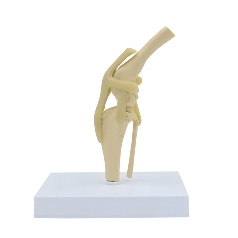 

Life Size Animal Knee Joint Model for Pet Hospital Veterinarian Anatomical Dog Knee Joint Model Shows Ligaments Tibia