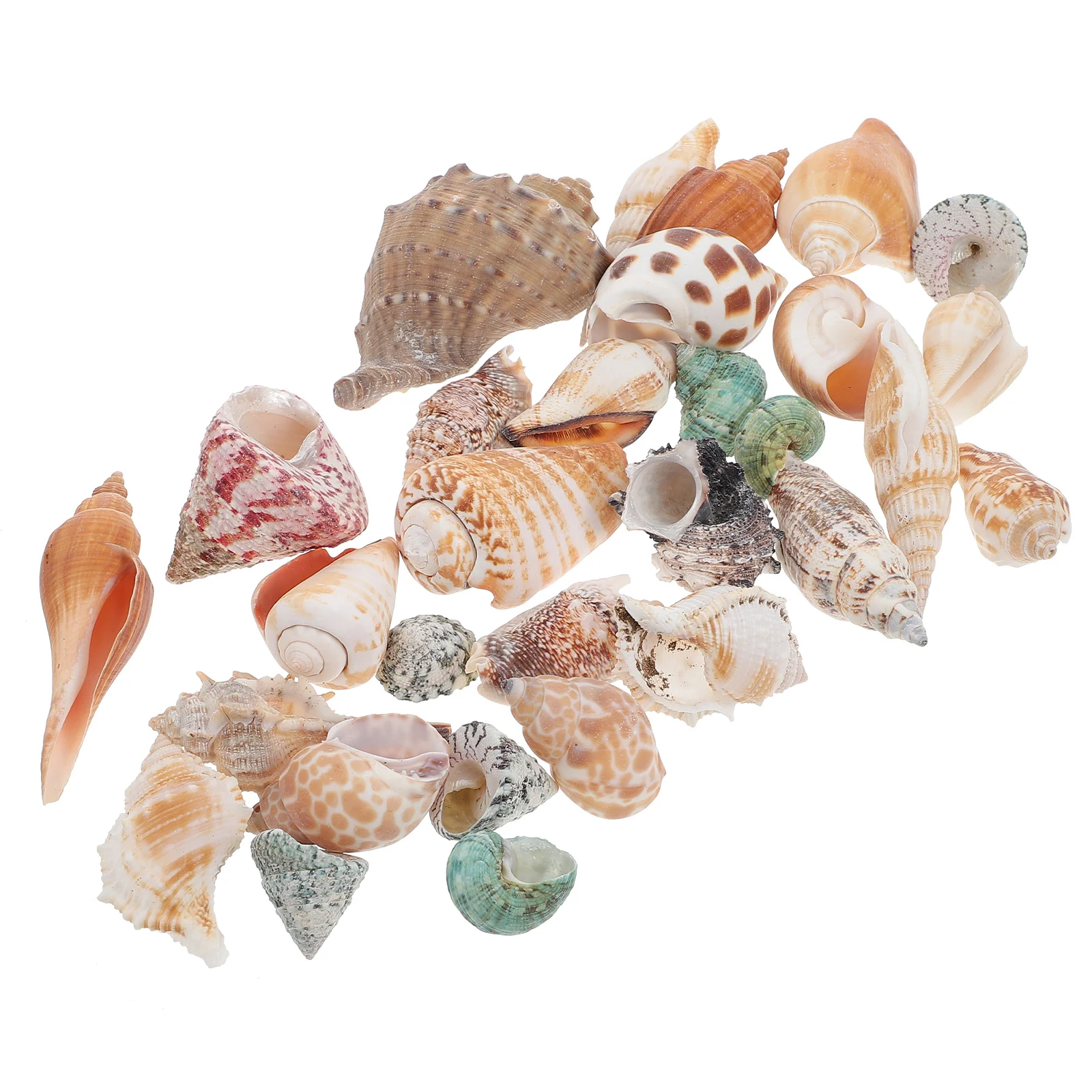 

Decor Conch Tank Aquarium Beach Couch Ornament Landscaping Adorns Seashells Ocean Ornaments Terrarium Shell Nautical Pond Sea