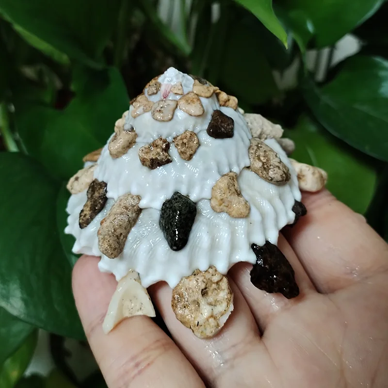 

Натуральная раковина Xenophora Pallidula 8-9 см