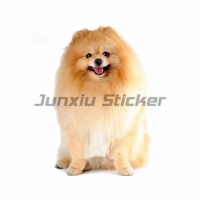 

Красивые животные померанский шпиц собака автомобильные наклейки на бампер автомобиля Стайлинг украшения двери кузова окно виниловые водонепроницаемые наклейки