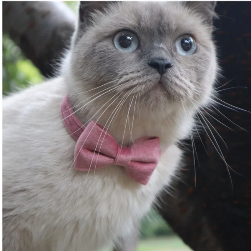 

Бархатные ошейники для кошек, бант с колокольчиком, регулируемый ошейник, безопасная Пряжка, аксессуары для домашних животных, товар