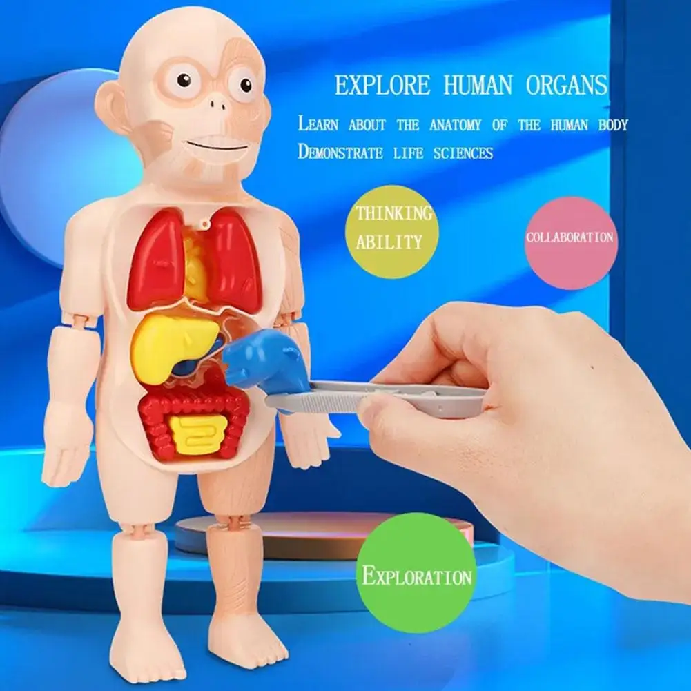 

Human Body Simulated Internal Organ Model Diy 3d Puzzle Learning Teaching Anatomy Body Organ Tool Toy Assembled Educational B3l9