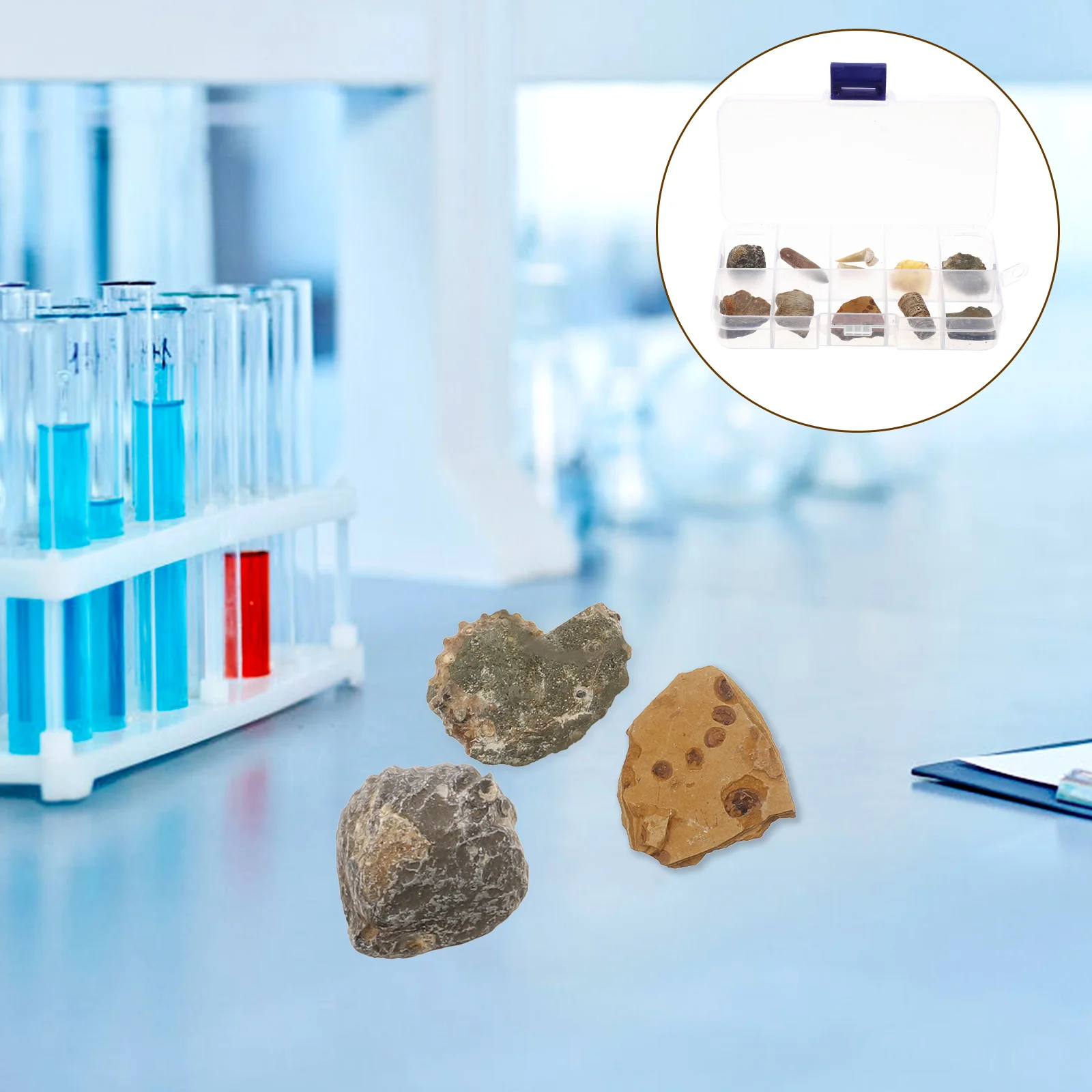 

Fossil Fossils Specimen Teaching Kit Model Orthoceras Collection Paleontology Trilobite Science Toy Sample Ancient Tooth