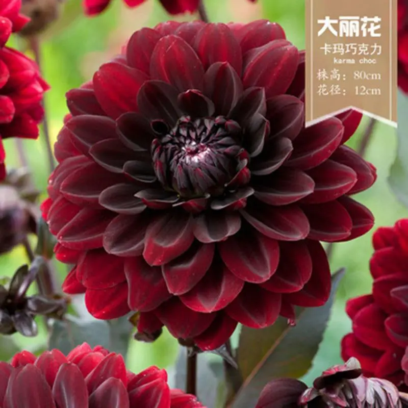 

50 шт./упаковка, семена цветочных растений «Далия»