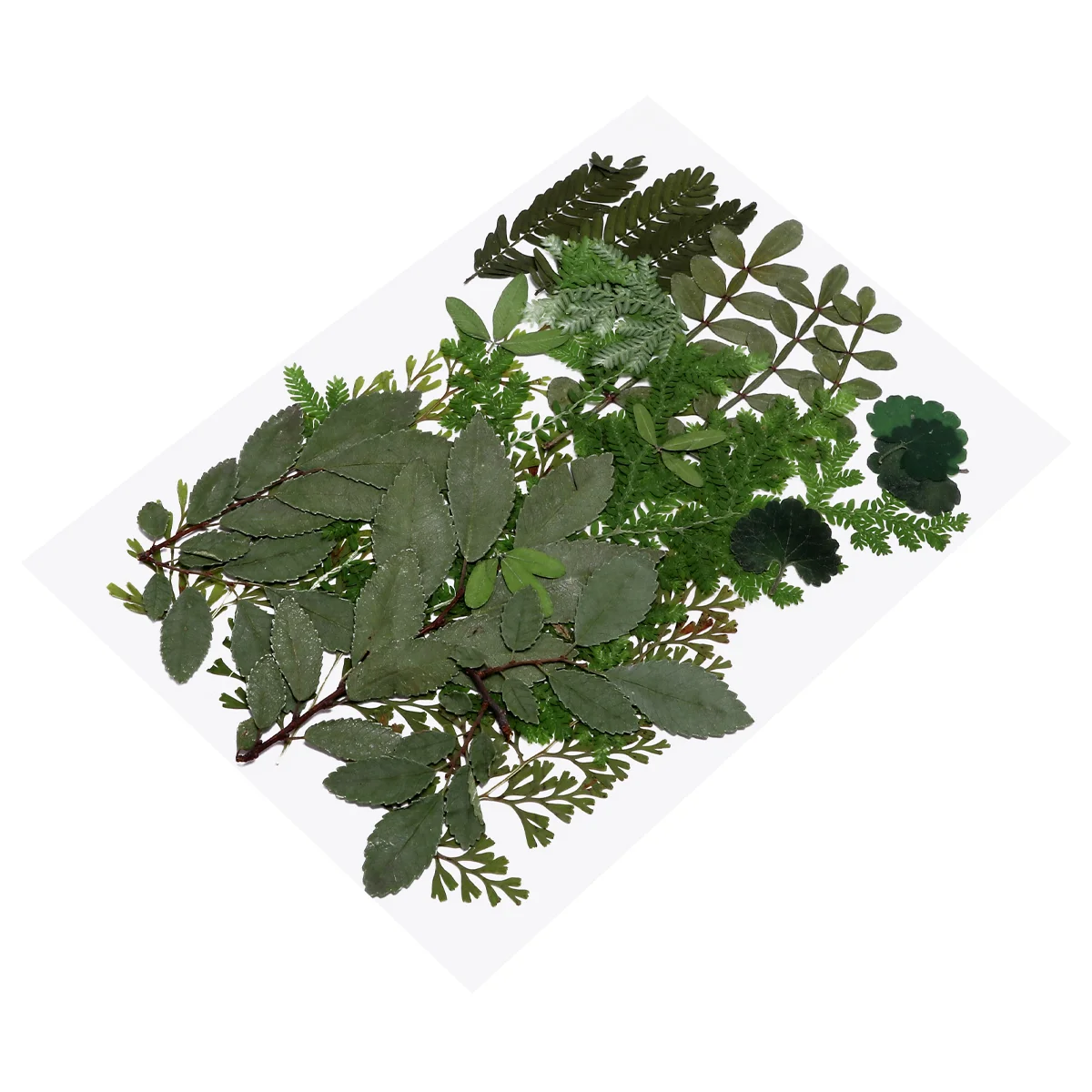 

Flowers Dried Pressed Flower Leavesleaf Making Wedding Crafts Party Diy Natural Decoration Dryresin Real Floral Scrapbook Press