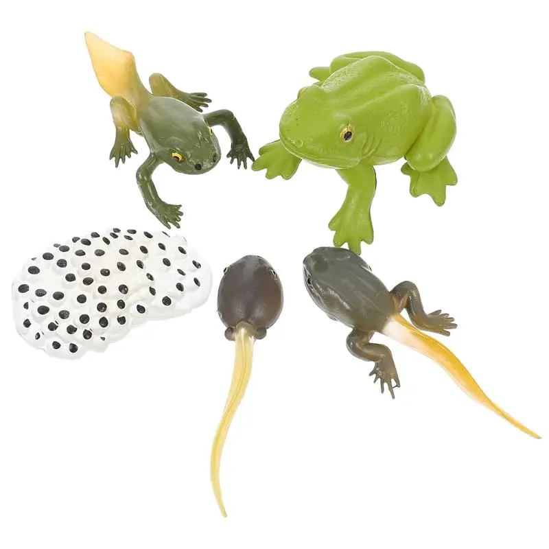 

1 Set of Creative frogs Insect Animal Models Life Growth Cycle Biological Models Educational Toys