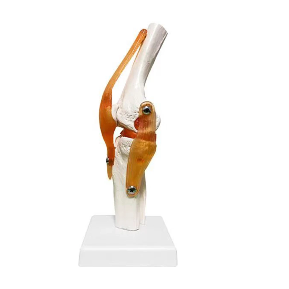 

1:1 в натуральную величину, анатомическая модель коленного сустава человека для взрослых, медицинские научные учебные ресурсы, учебные принадлежности для анатомии