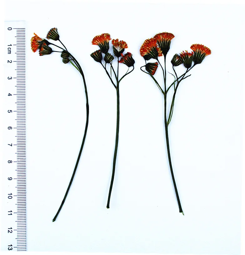 

Натуральные маленькие красные ветки NYAConfetti 12 шт