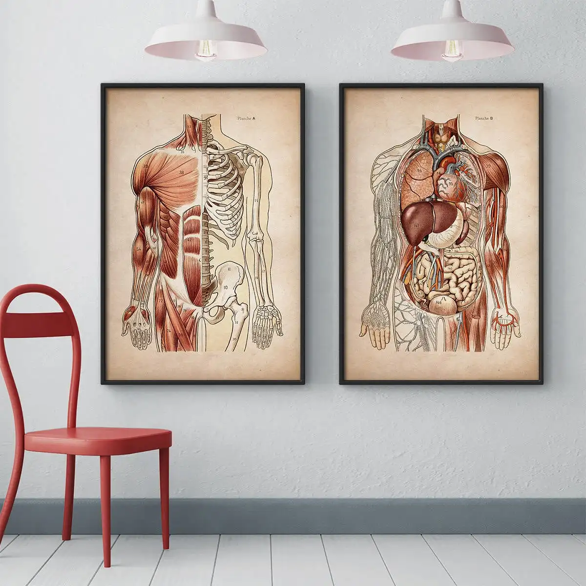 

Vintage Human Muscular Anatomy Medical Clinic Wall Picture Skeleton Organ System Canvas Print Body Education Poster