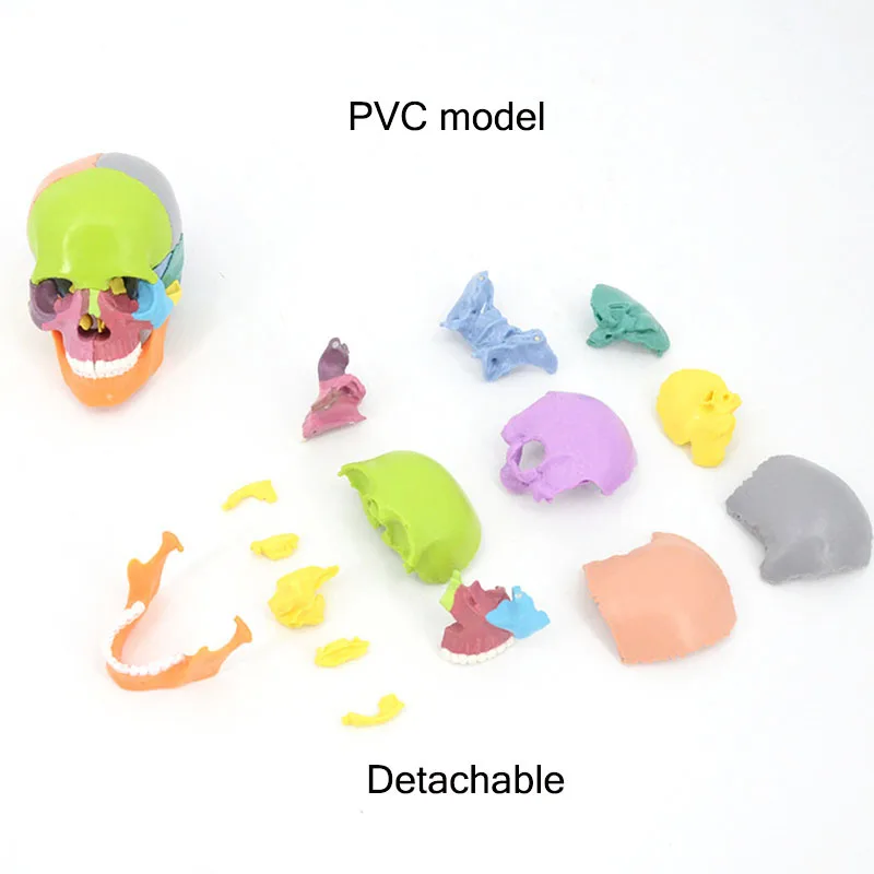 

Assembled 4D Skeleton Skull Human Skull Skull Cranium Model Can Be Split 15 Parts Teaching Art Home Decoration 1pcs